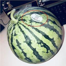 网红广东吃瓜,揭秘美食背后的故事与趣味